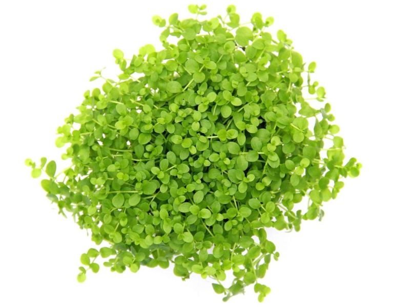 Tweedies Perlenkraut - Micranthemum tweediei Monte Carlo in vitro